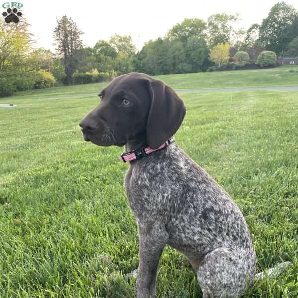 LADY GODIVA, German Shorthaired Pointer Puppy